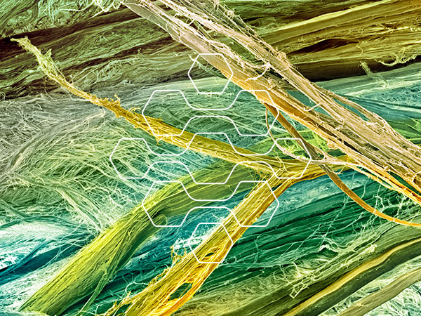tissue and BFA graphic